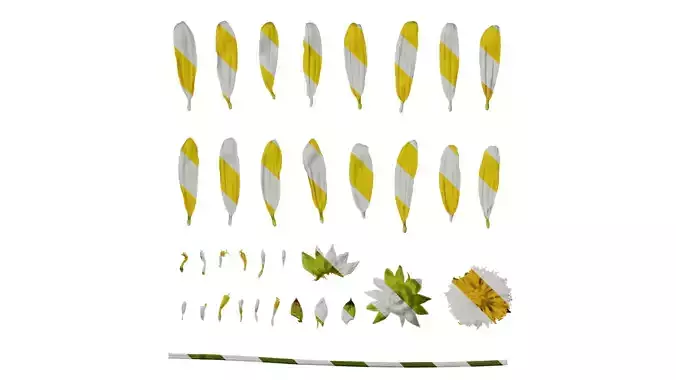 Anydrafts Euryops chrysanthemoides Flower 05