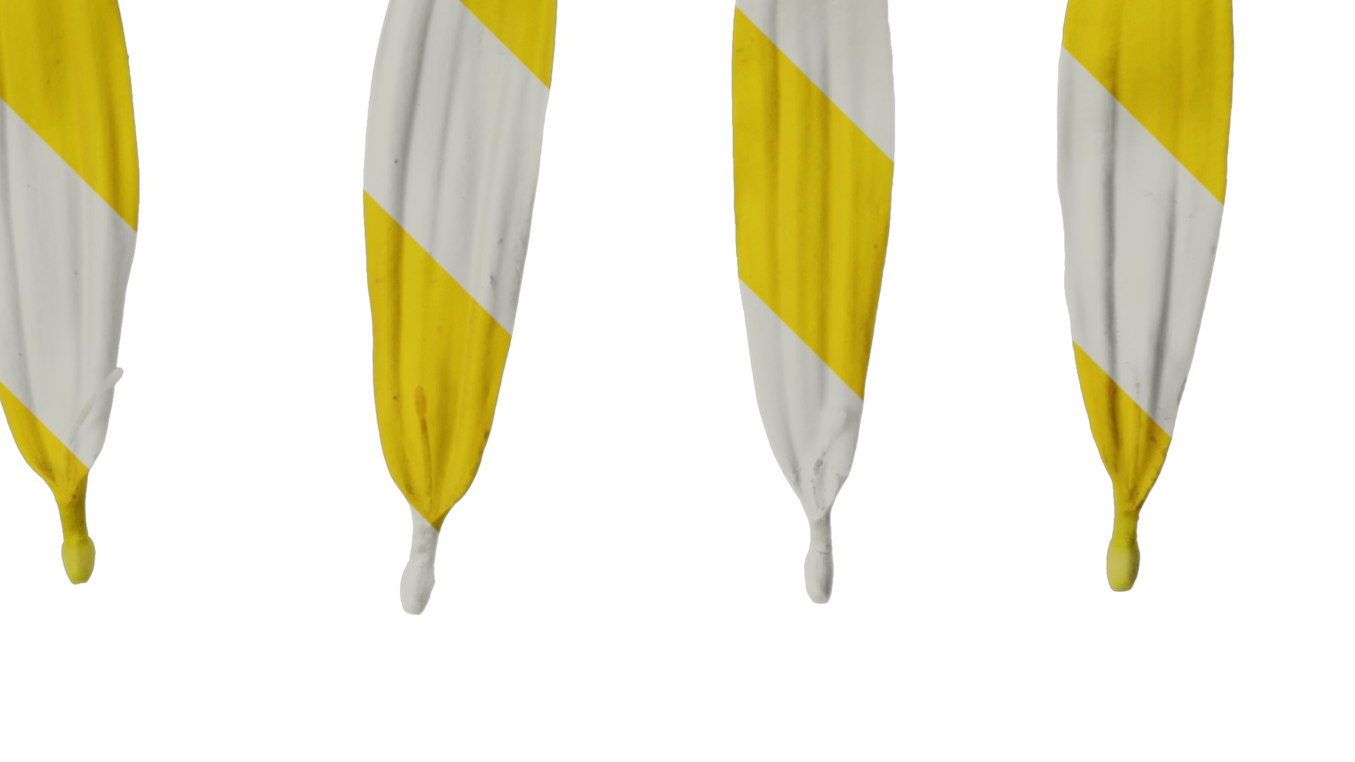 Anydrafts Euryops chrysanthemoides Flower 05 Texture_2