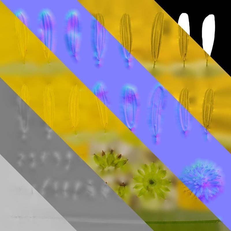 Anydrafts Euryops chrysanthemoides Flower 05 Texture_8