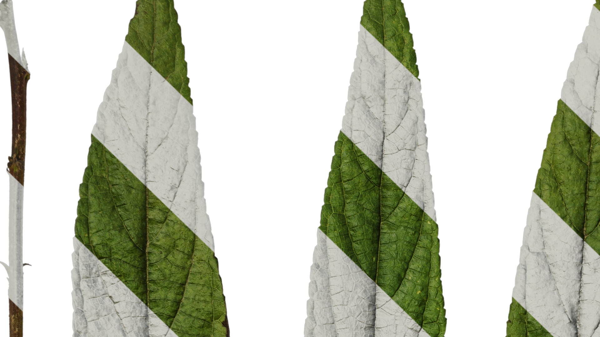 Anydrafts Debregeasia orientalis Leaf 02 Texture_1