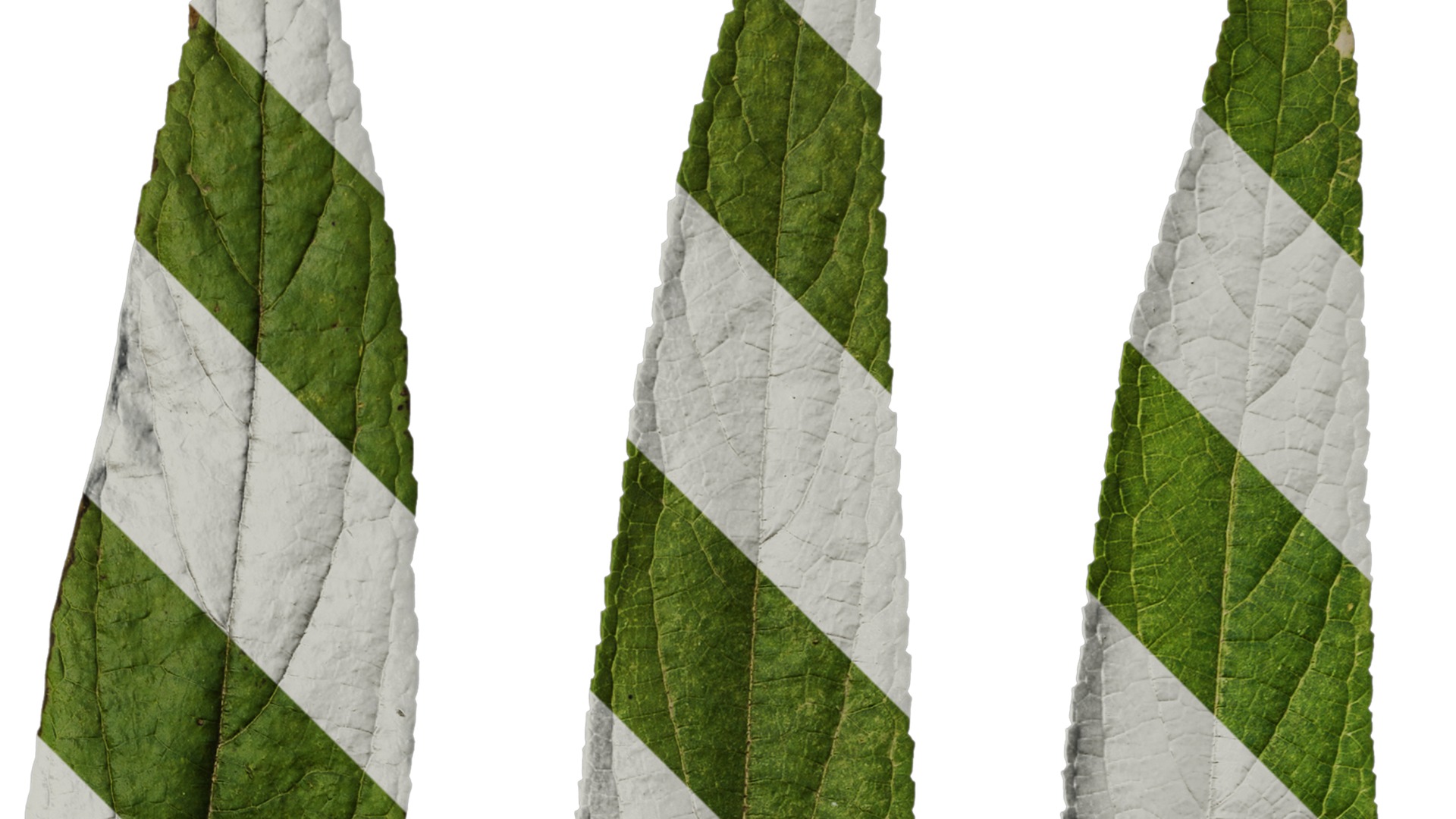 Anydrafts Debregeasia orientalis Leaf 02 Texture_2