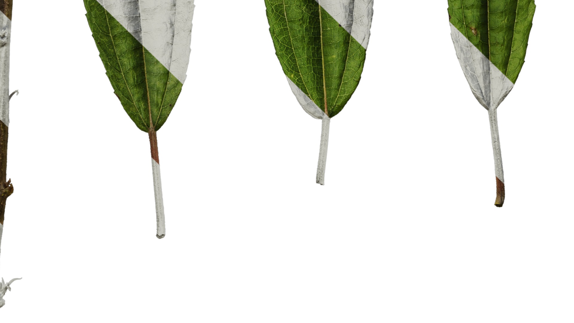 Anydrafts Debregeasia orientalis Leaf 02 Texture_5