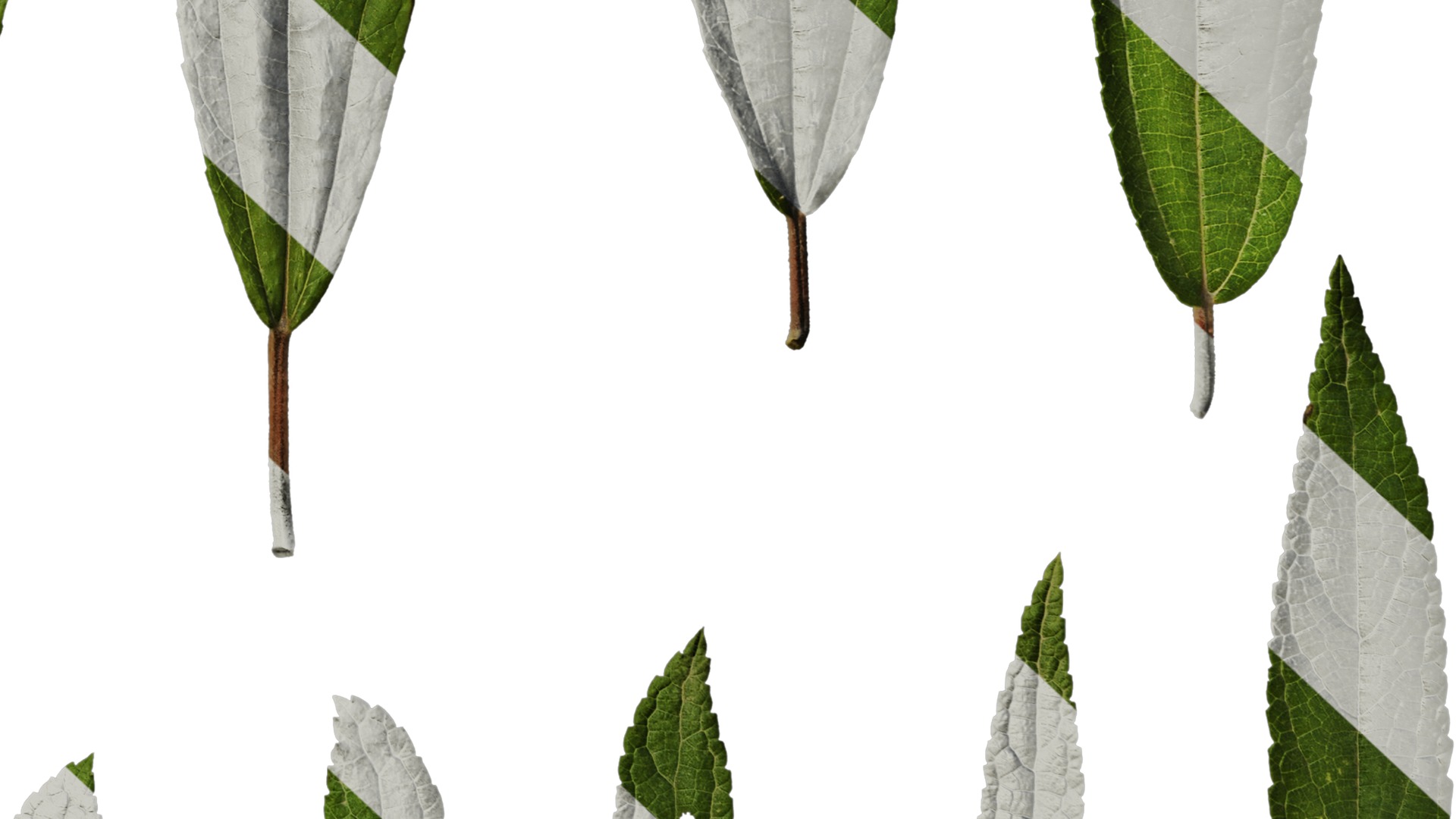 Anydrafts Debregeasia orientalis Leaf 02 Texture_6