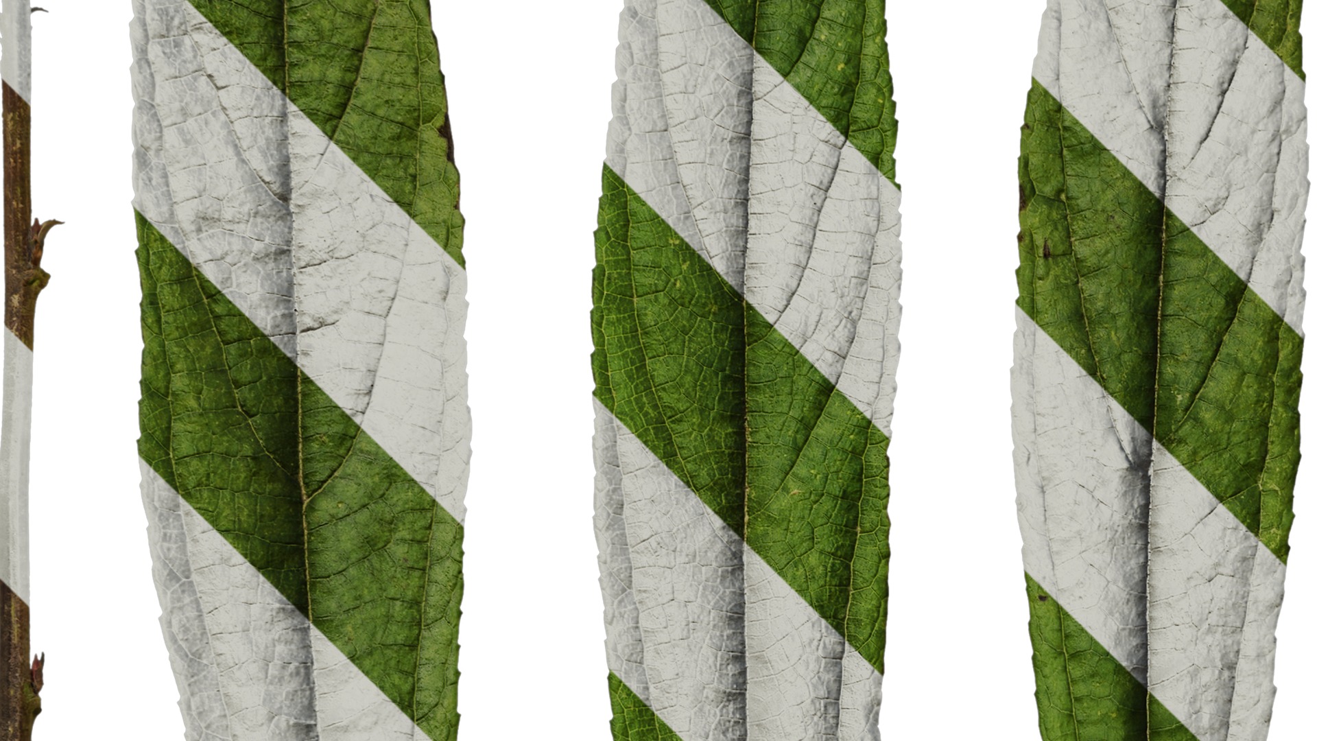 Anydrafts Debregeasia orientalis Leaf 02 Texture_3