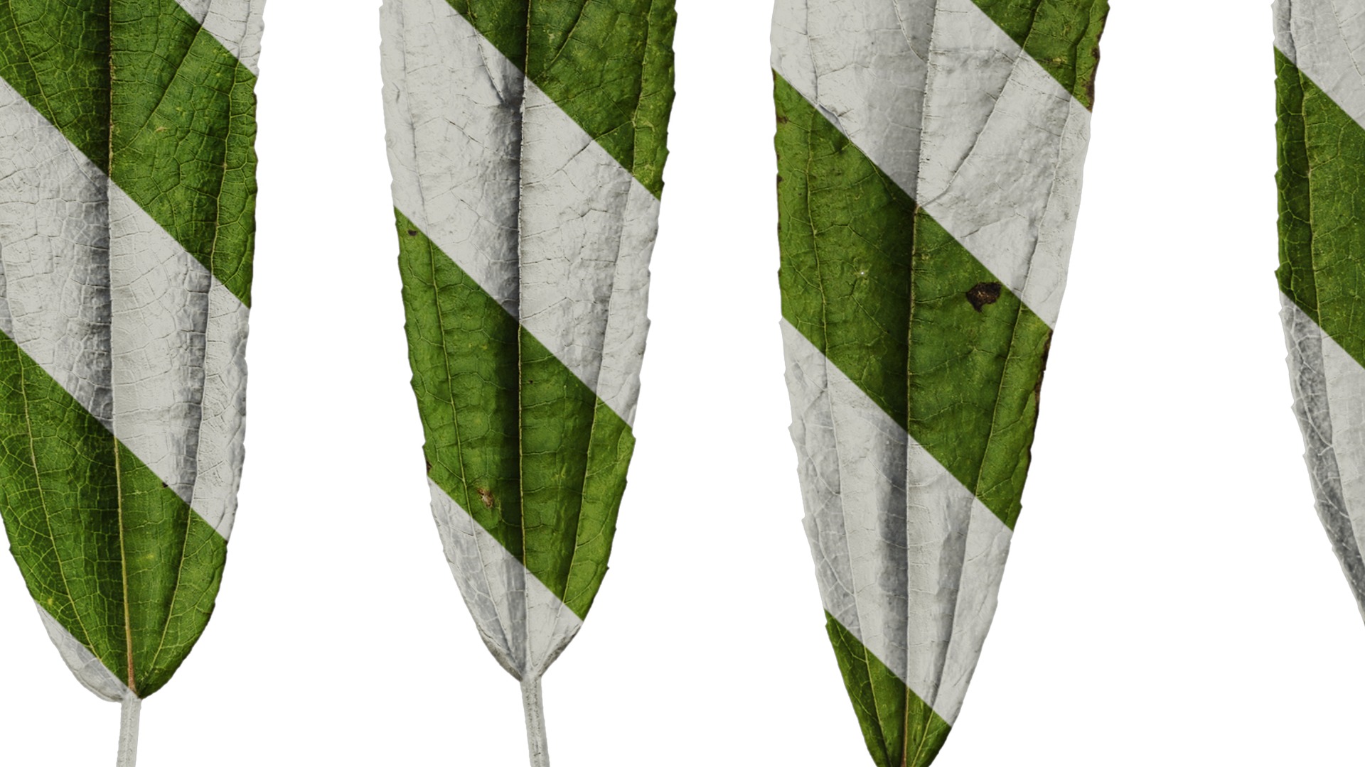 Anydrafts Debregeasia orientalis Leaf 02 Texture_7