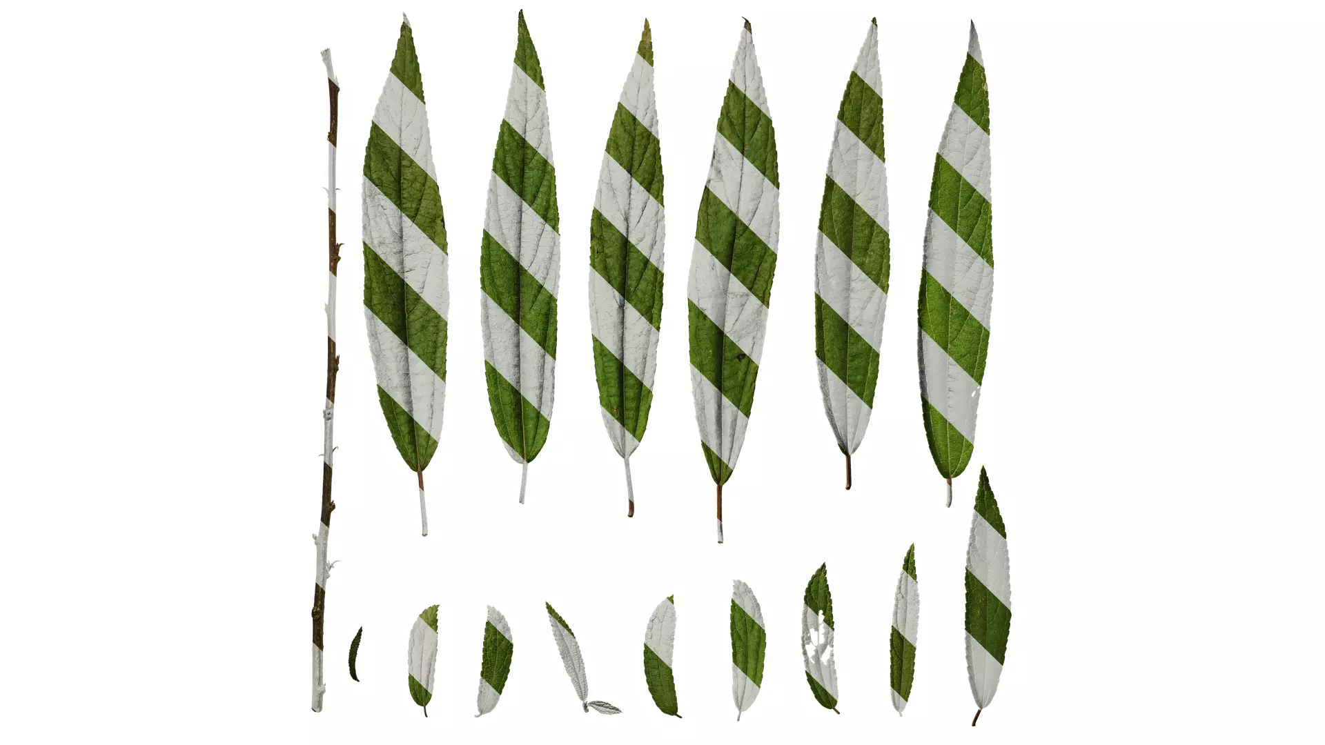 Anydrafts Debregeasia orientalis Leaf 02 Texture_0