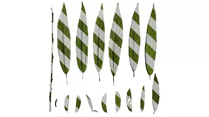 Anydrafts Debregeasia orientalis Leaf 02