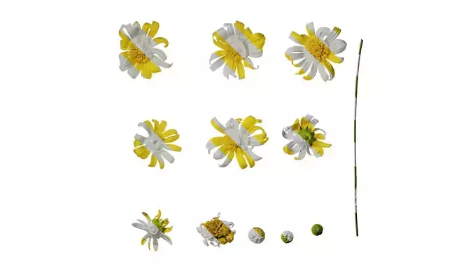 Anydrafts Euryops chrysanthemoides Flower 06