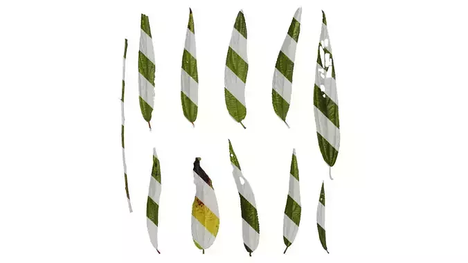 Anydrafts Debregeasia orientalis Leaf 04