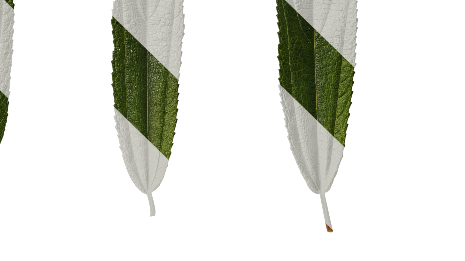 Anydrafts Debregeasia orientalis Leaf 07 Texture_4