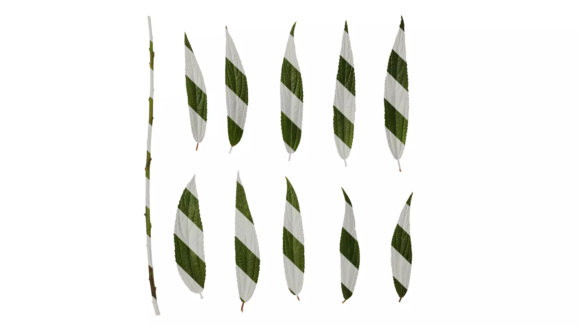 Anydrafts Debregeasia orientalis Leaf 07 Texture_0