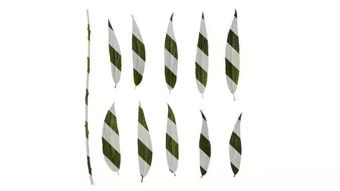 Anydrafts Debregeasia orientalis Leaf 07