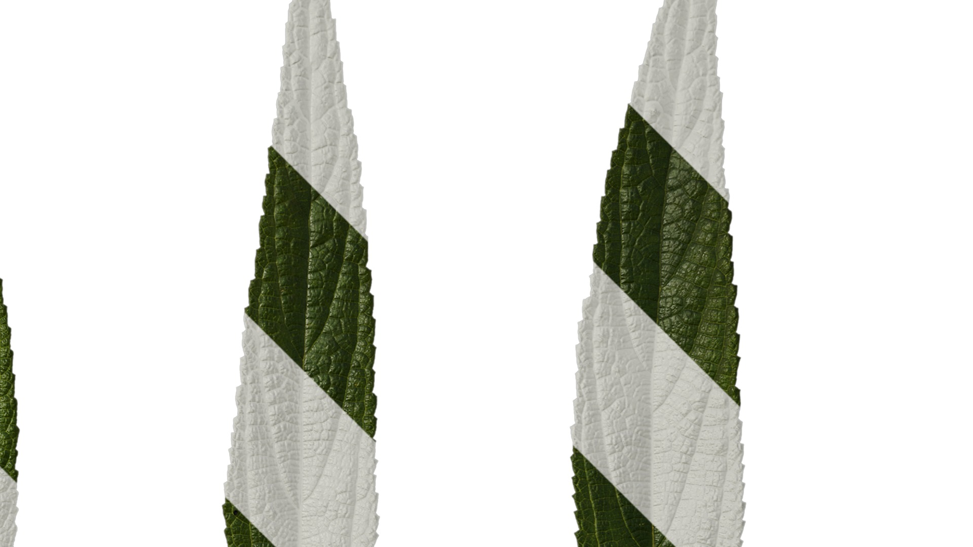 Anydrafts Debregeasia orientalis Leaf 07 Texture_2