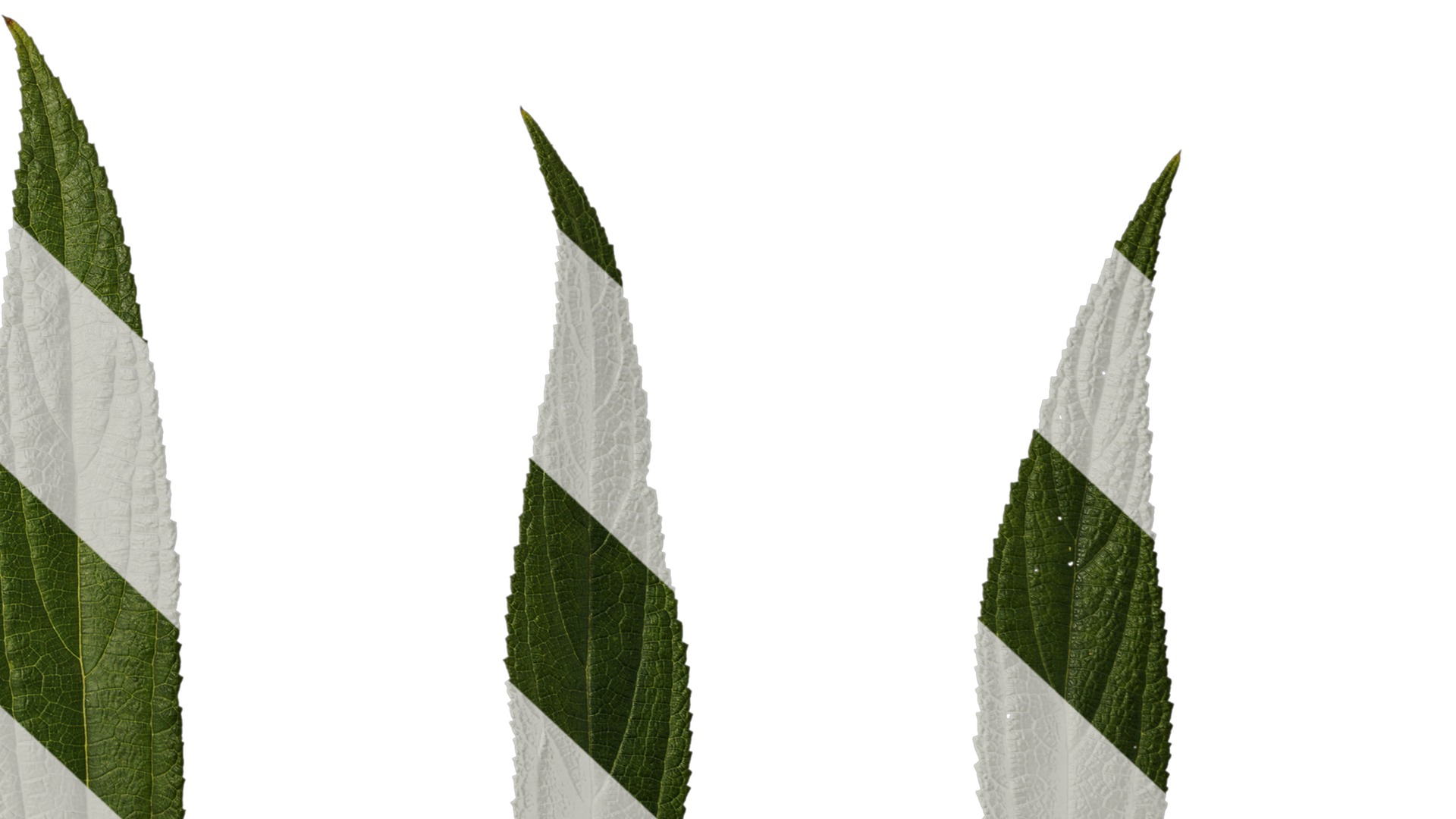 Anydrafts Debregeasia orientalis Leaf 07 Texture_6