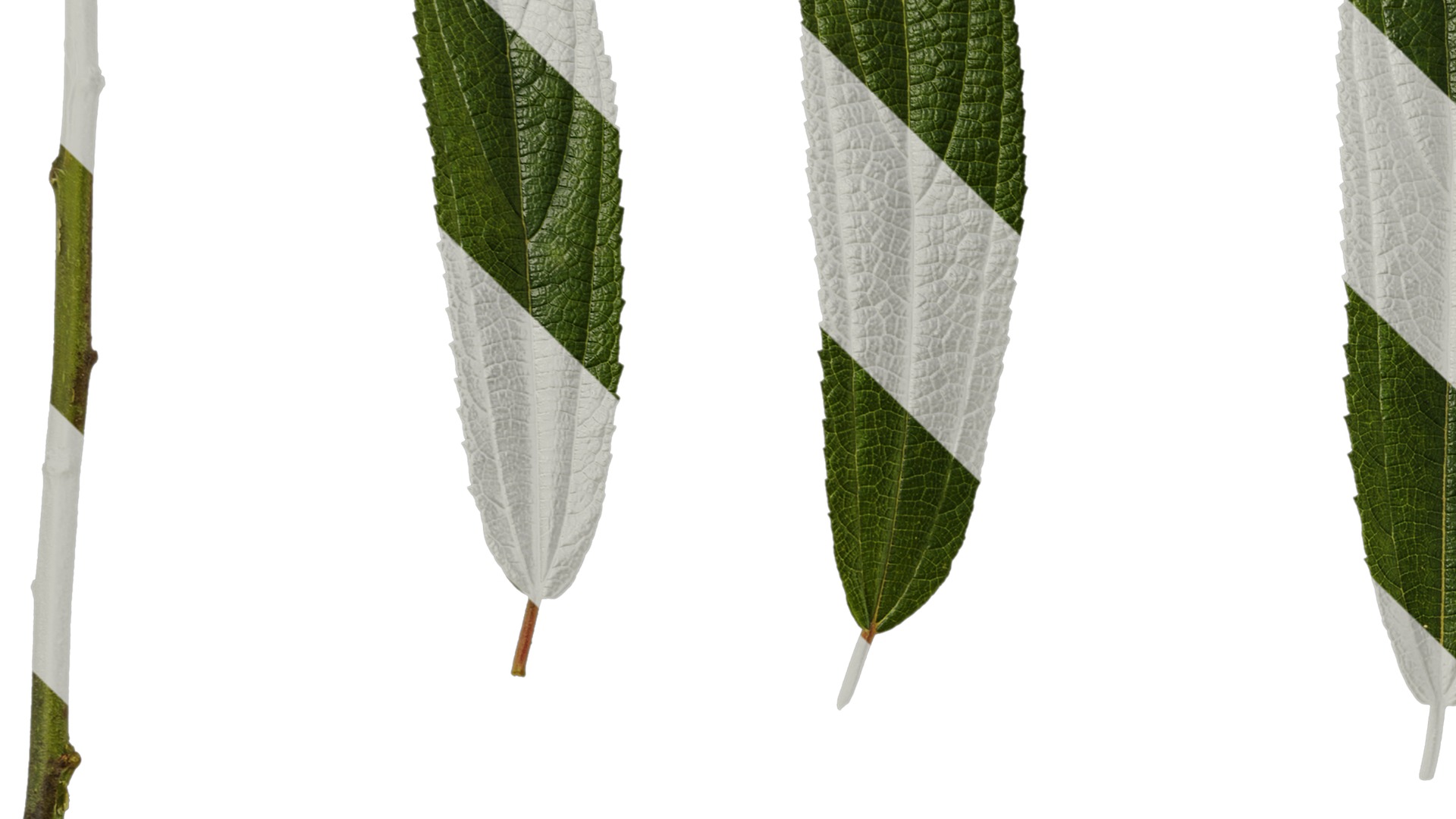 Anydrafts Debregeasia orientalis Leaf 07 Texture_3