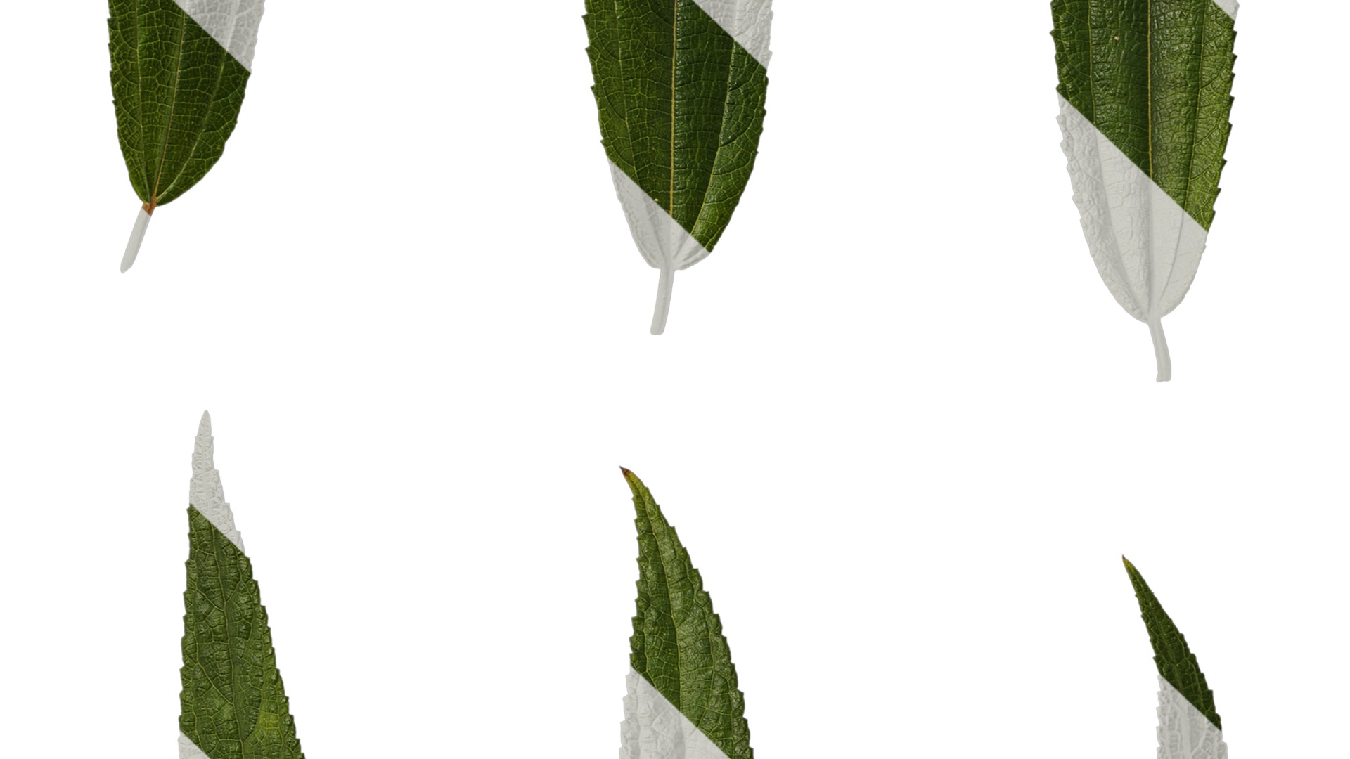 Anydrafts Debregeasia orientalis Leaf 07 Texture_7