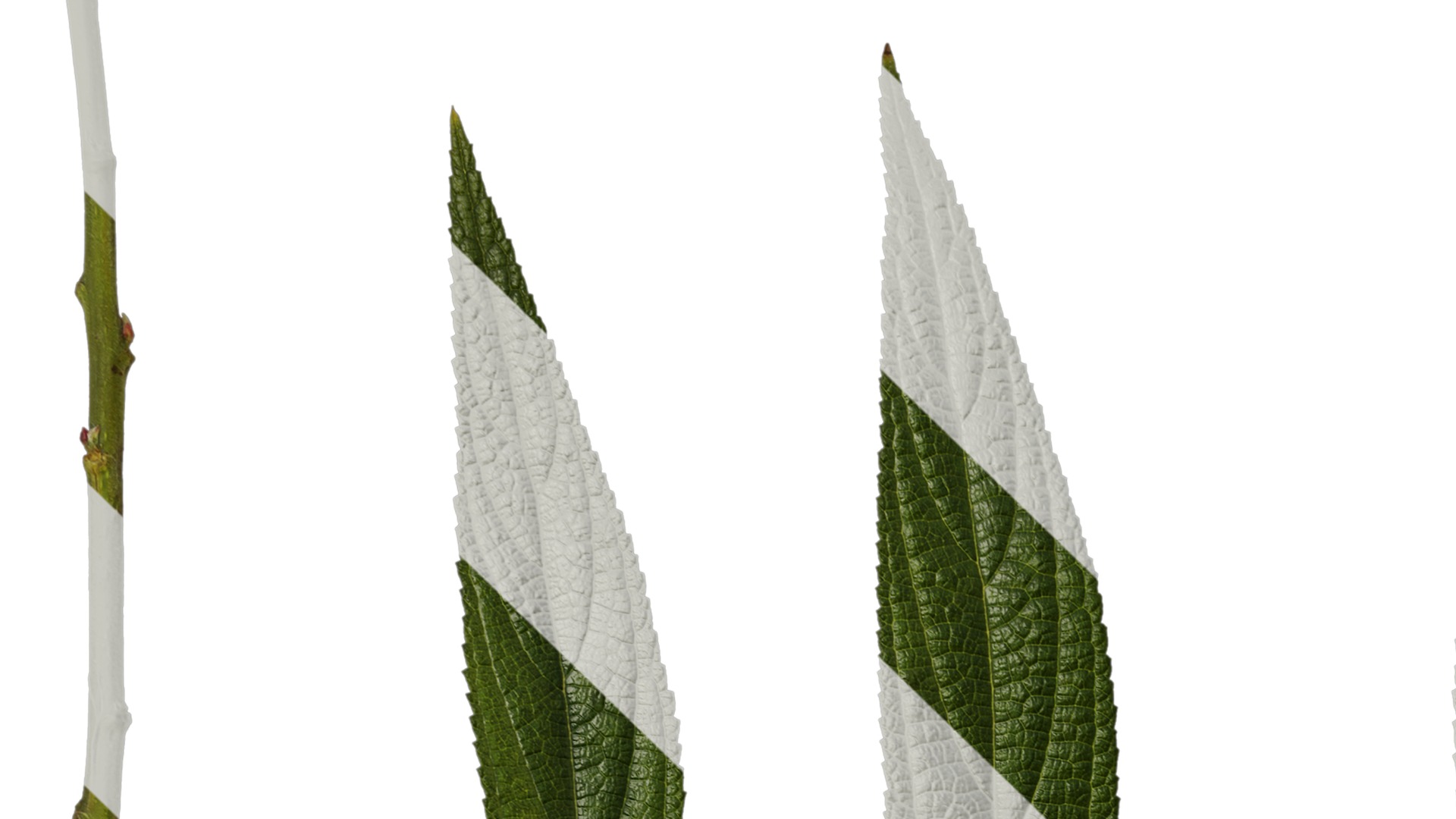 Anydrafts Debregeasia orientalis Leaf 07 Texture_1