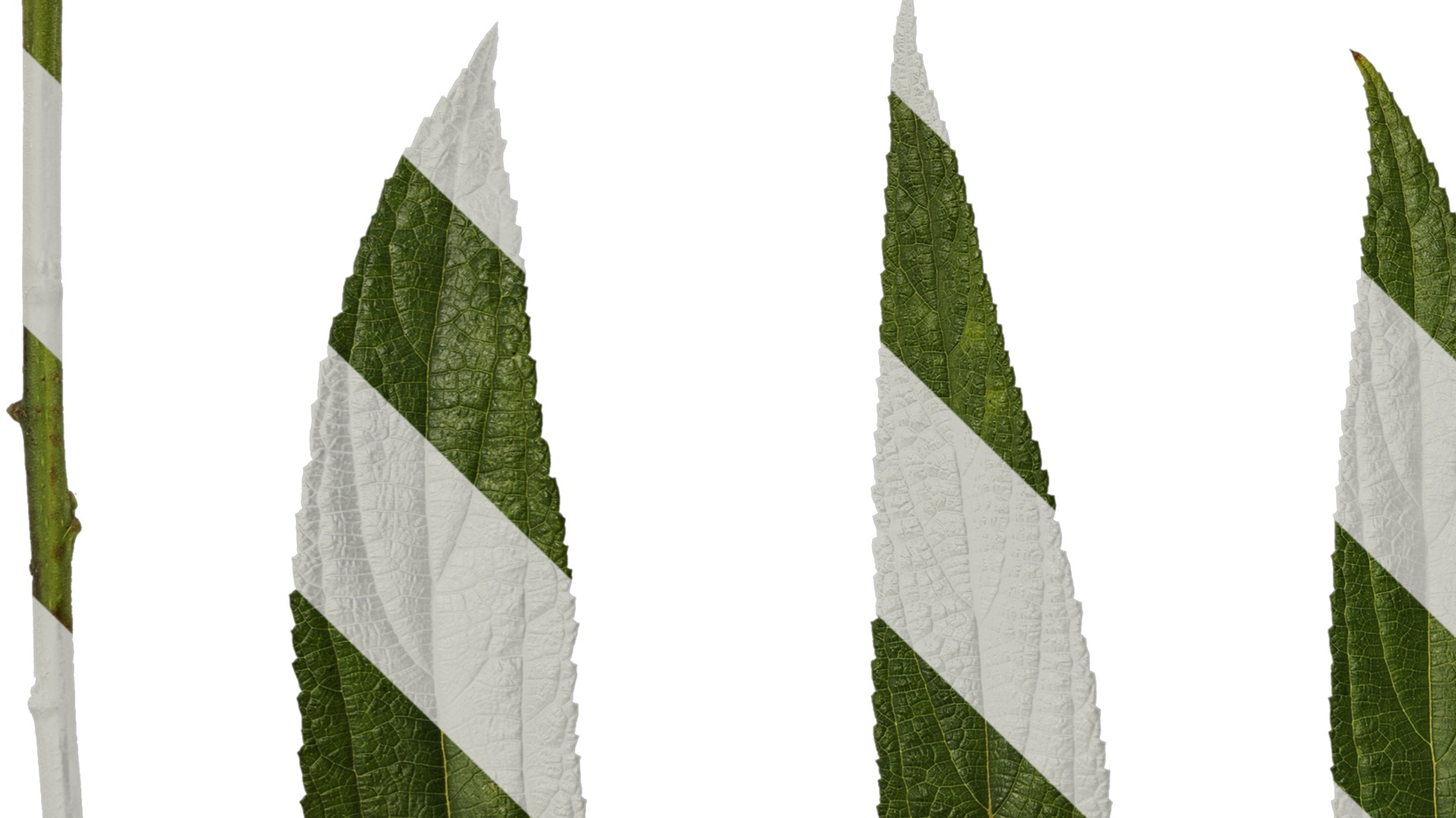 Anydrafts Debregeasia orientalis Leaf 07 Texture_5