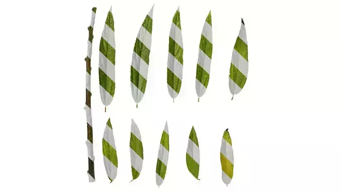 Anydrafts Debregeasia orientalis Leaf 08