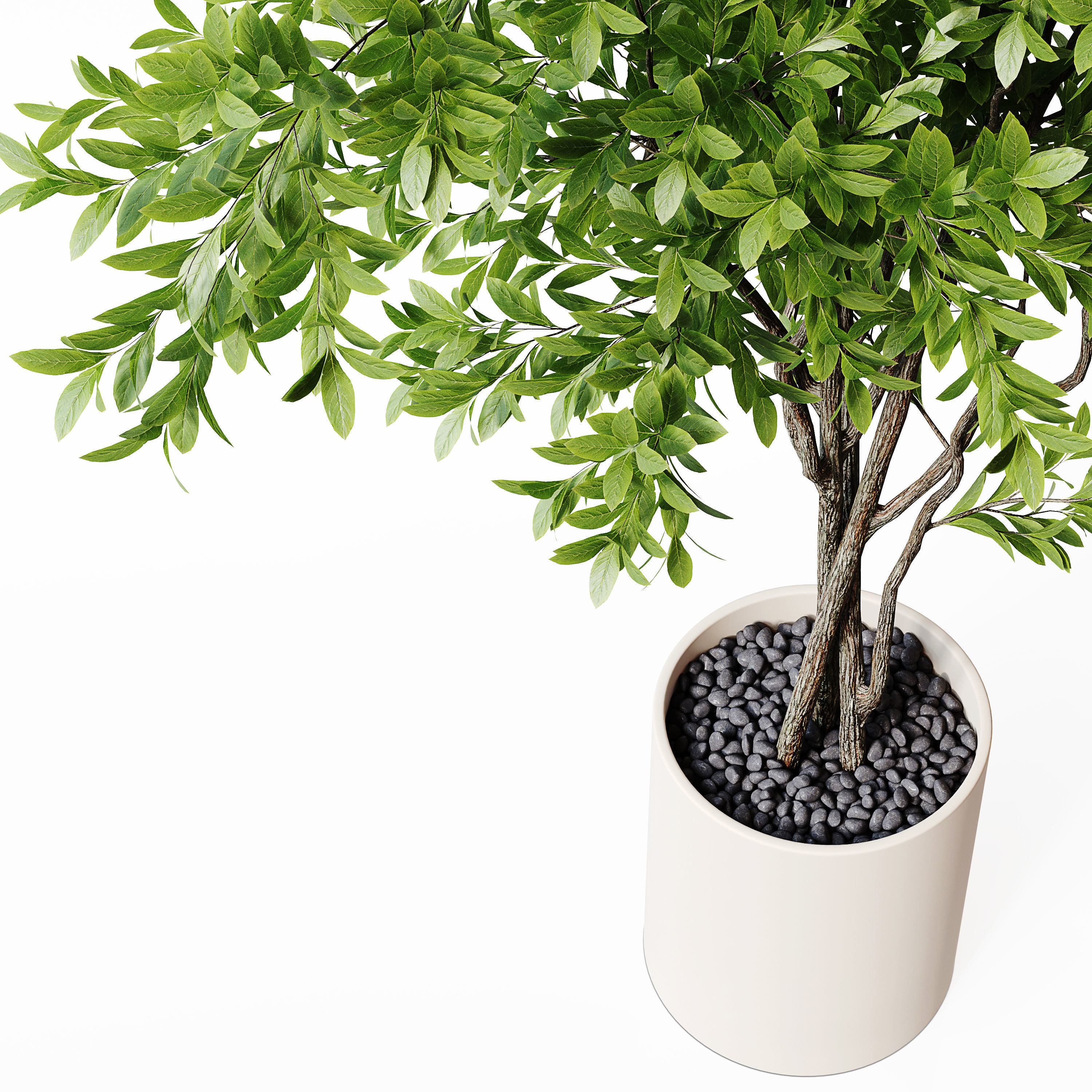 Indoor Plant 22 Low-poly 3D model_1
