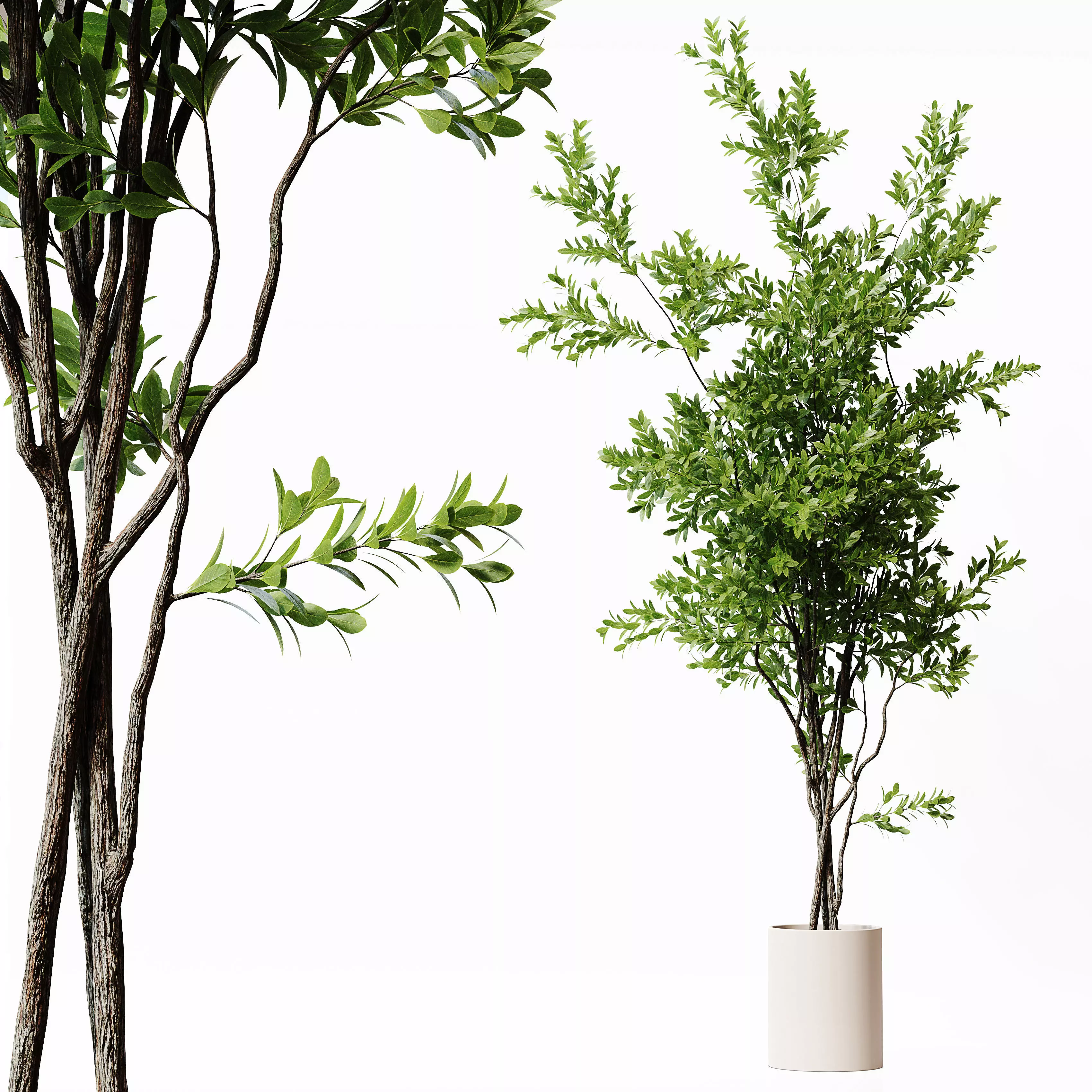 Indoor Plant 22 Low-poly 3D model_0