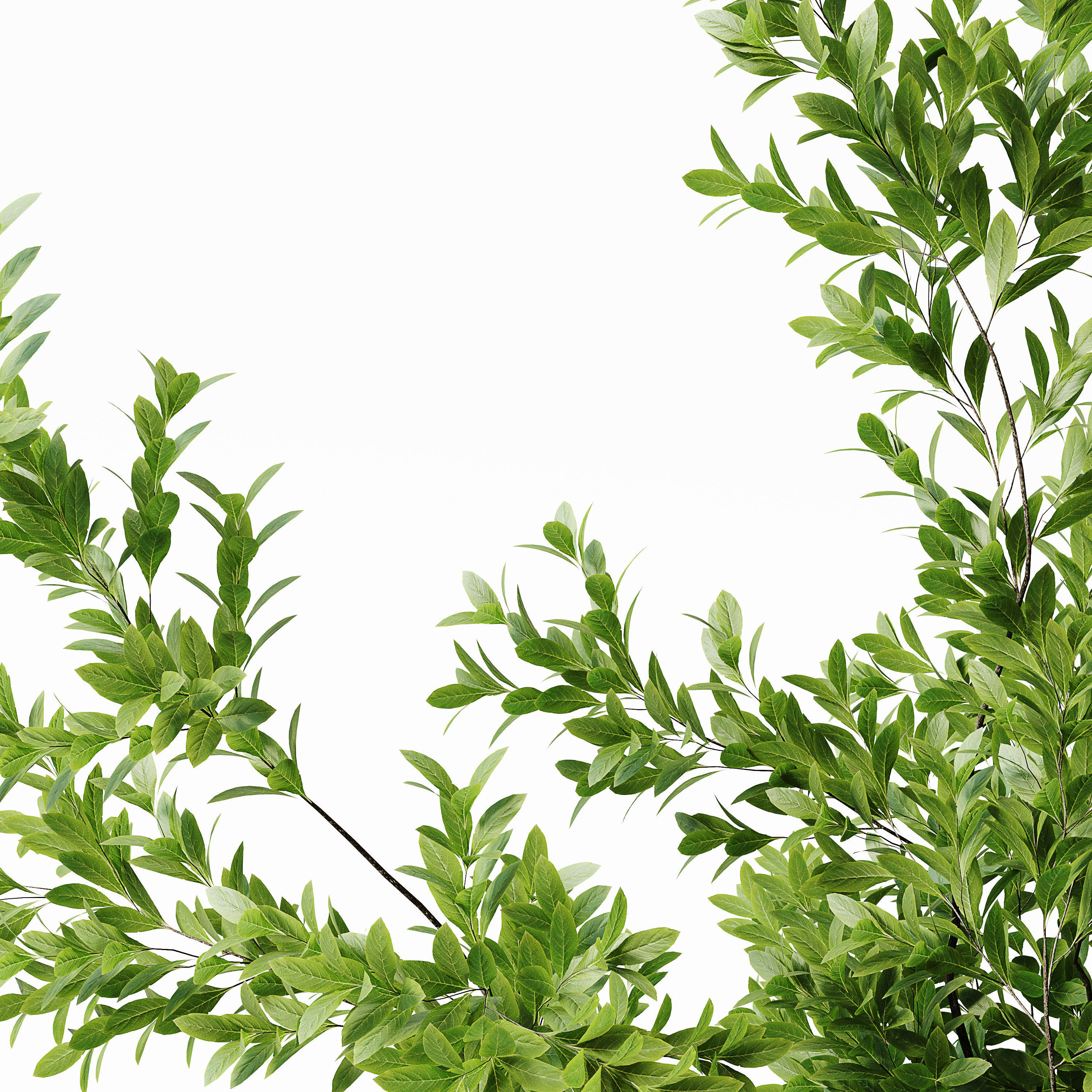 Indoor Plant 22 Low-poly 3D model_2