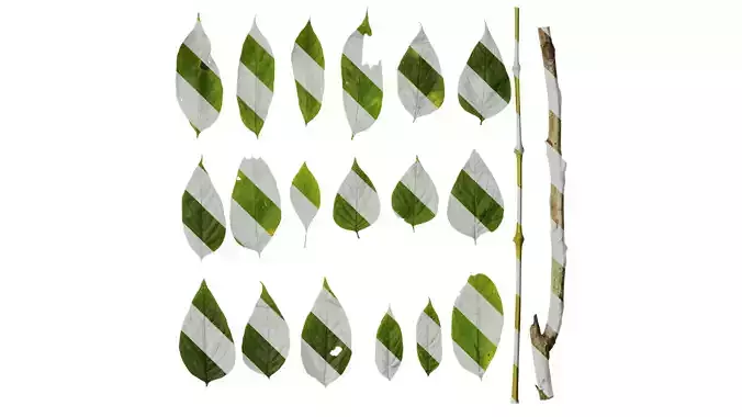 Anydrafts Decaisnea insignis Leaf 02