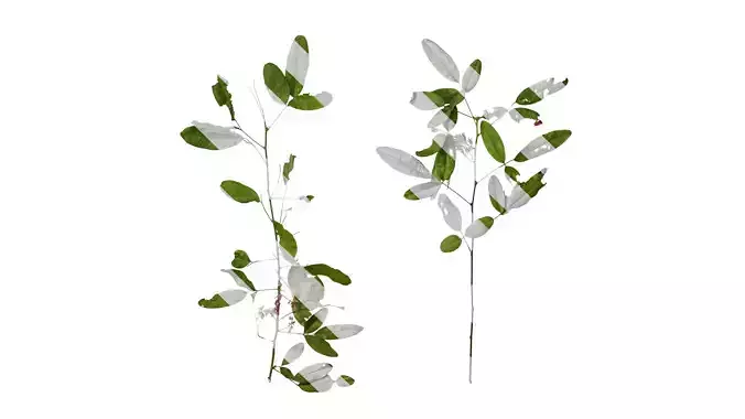 Anydrafts Desmodium reticulatum Atlas 01