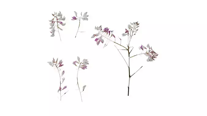 Anydrafts Desmodium reticulatum Flower 01 Texture