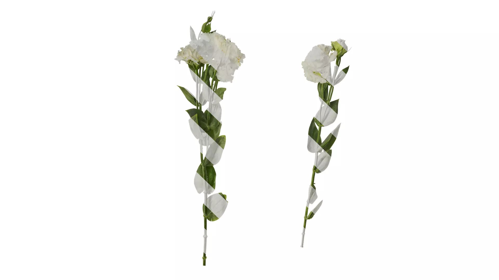 Anydrafts Eustoma russellianum Atlas 10 Texture_0