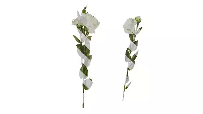 Anydrafts Eustoma russellianum Atlas 10