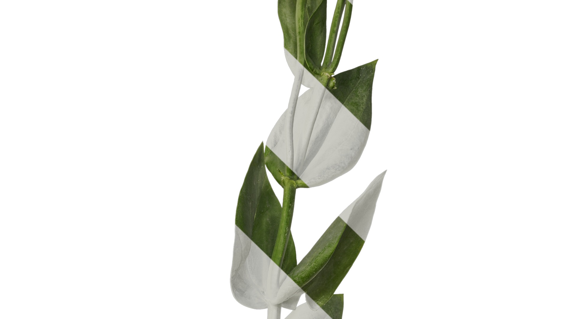 Anydrafts Eustoma russellianum Atlas 10 Texture_4