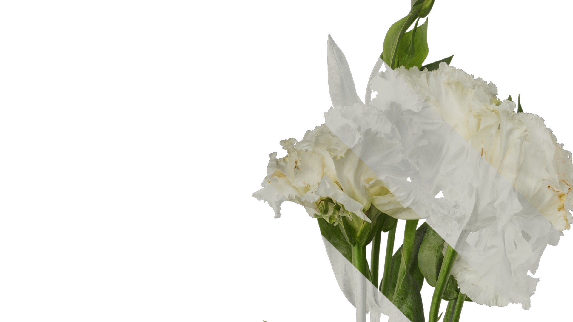 Anydrafts Eustoma russellianum Atlas 10 Texture_1