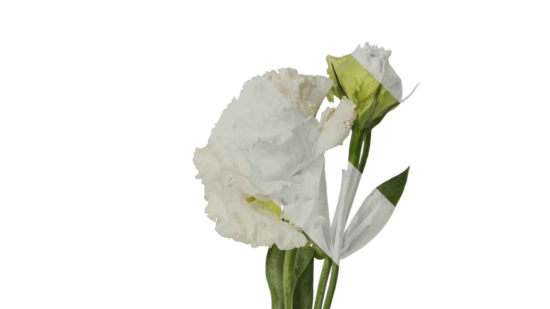 Anydrafts Eustoma russellianum Atlas 10 Texture_2