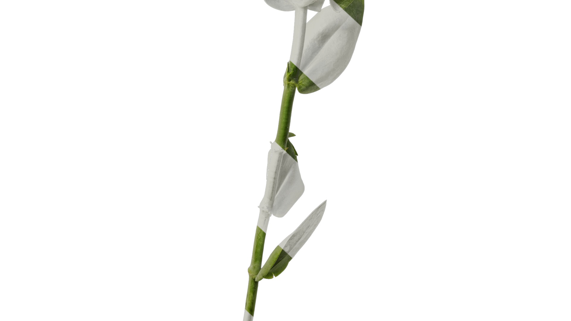 Anydrafts Eustoma russellianum Atlas 10 Texture_6