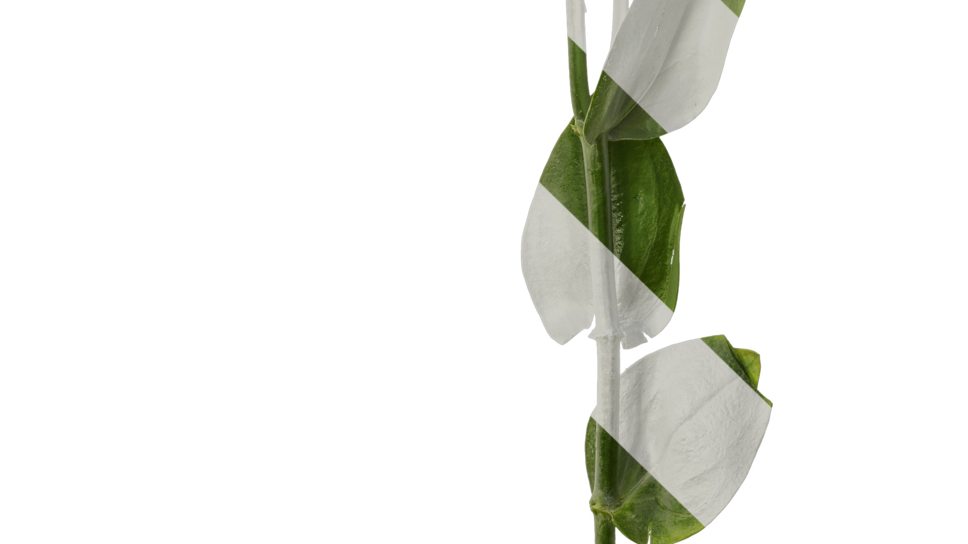 Anydrafts Eustoma russellianum Atlas 10 Texture_5