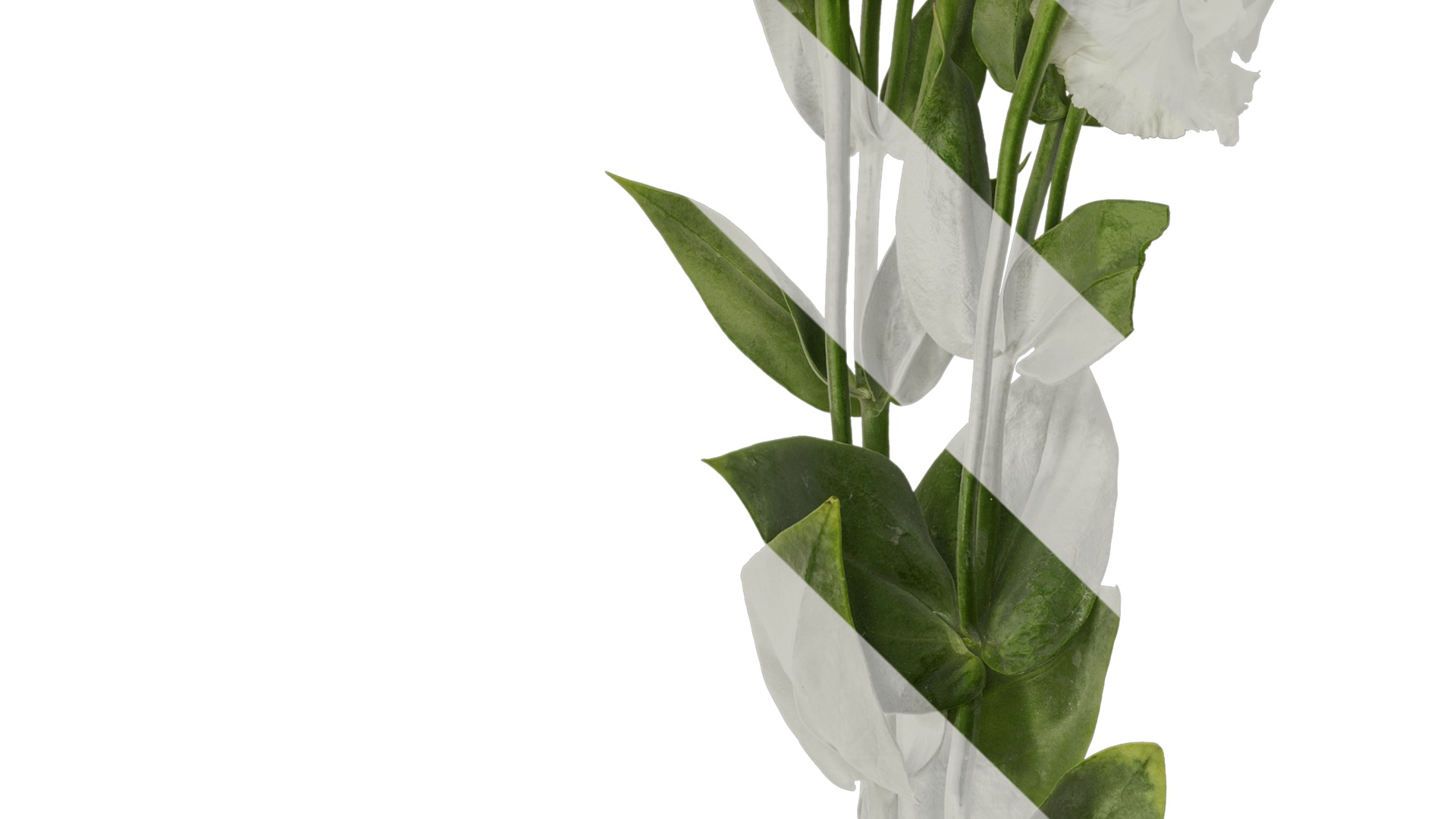 Anydrafts Eustoma russellianum Atlas 10 Texture_3