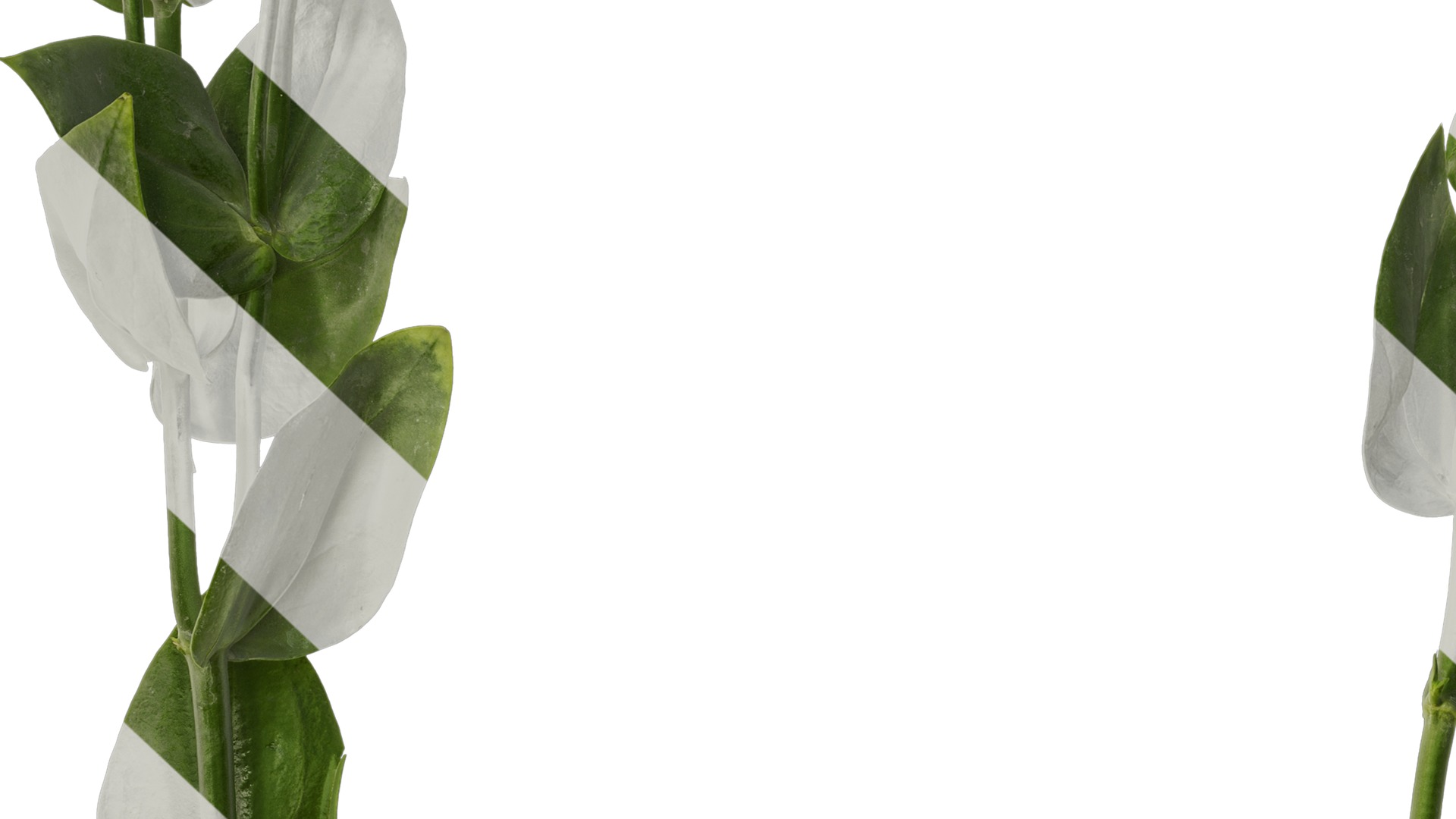 Anydrafts Eustoma russellianum Atlas 10 Texture_7