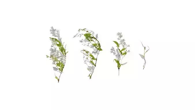 Anydrafts Deutzia scabra Atlas 01