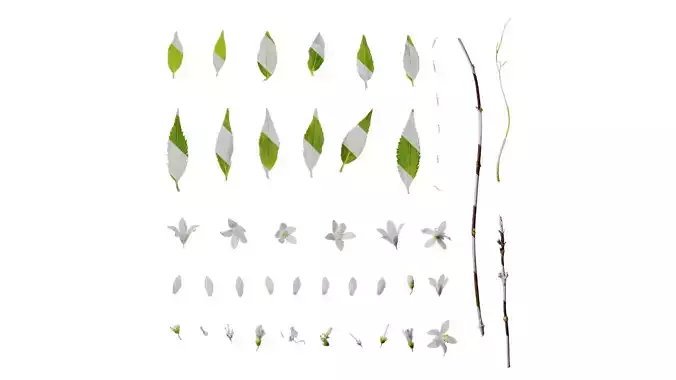 Anydrafts Deutzia scabra Atlas 02