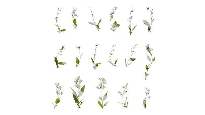 Anydrafts Deutzia scabra Atlas 03 Texture