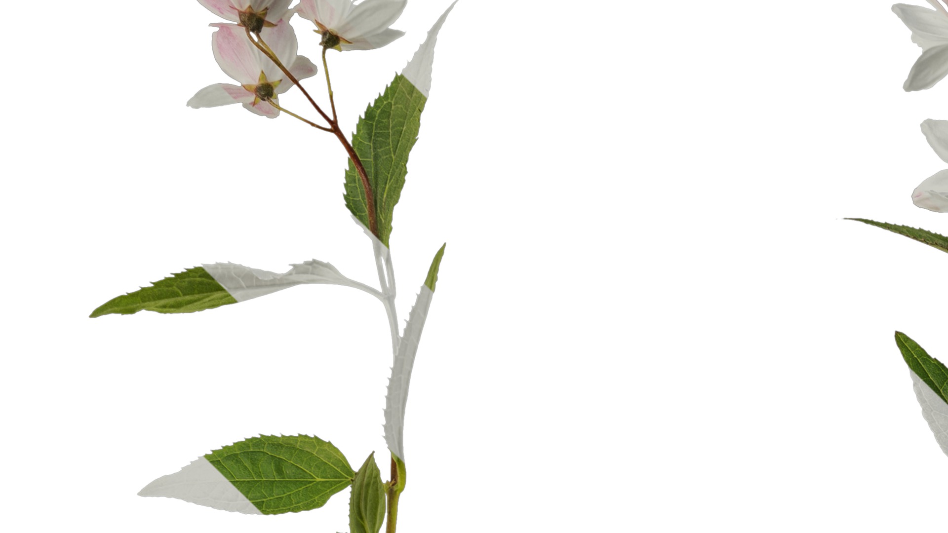 Anydrafts Deutzia scabra Atlas 04 Texture_1