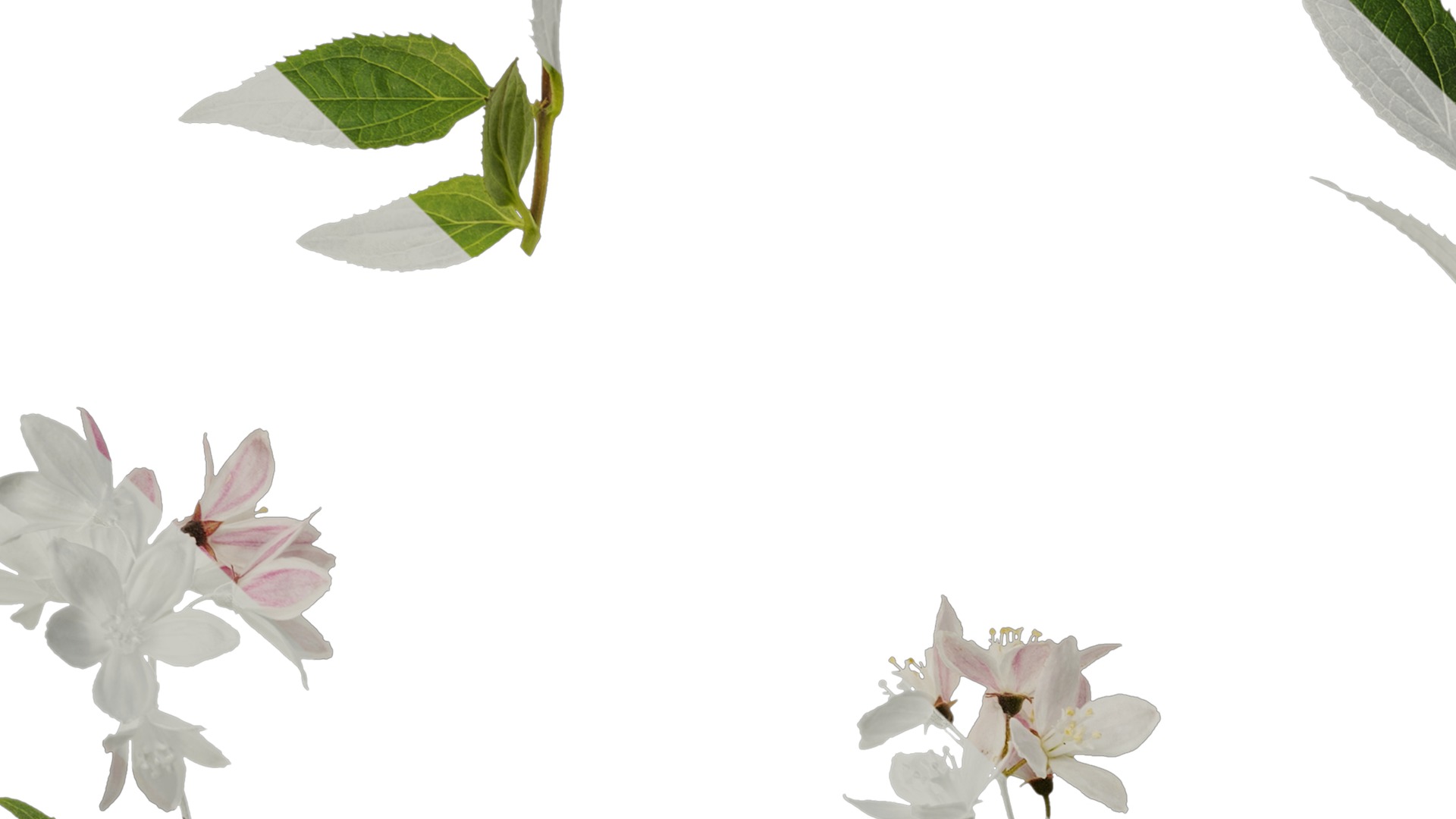 Anydrafts Deutzia scabra Atlas 04 Texture_3