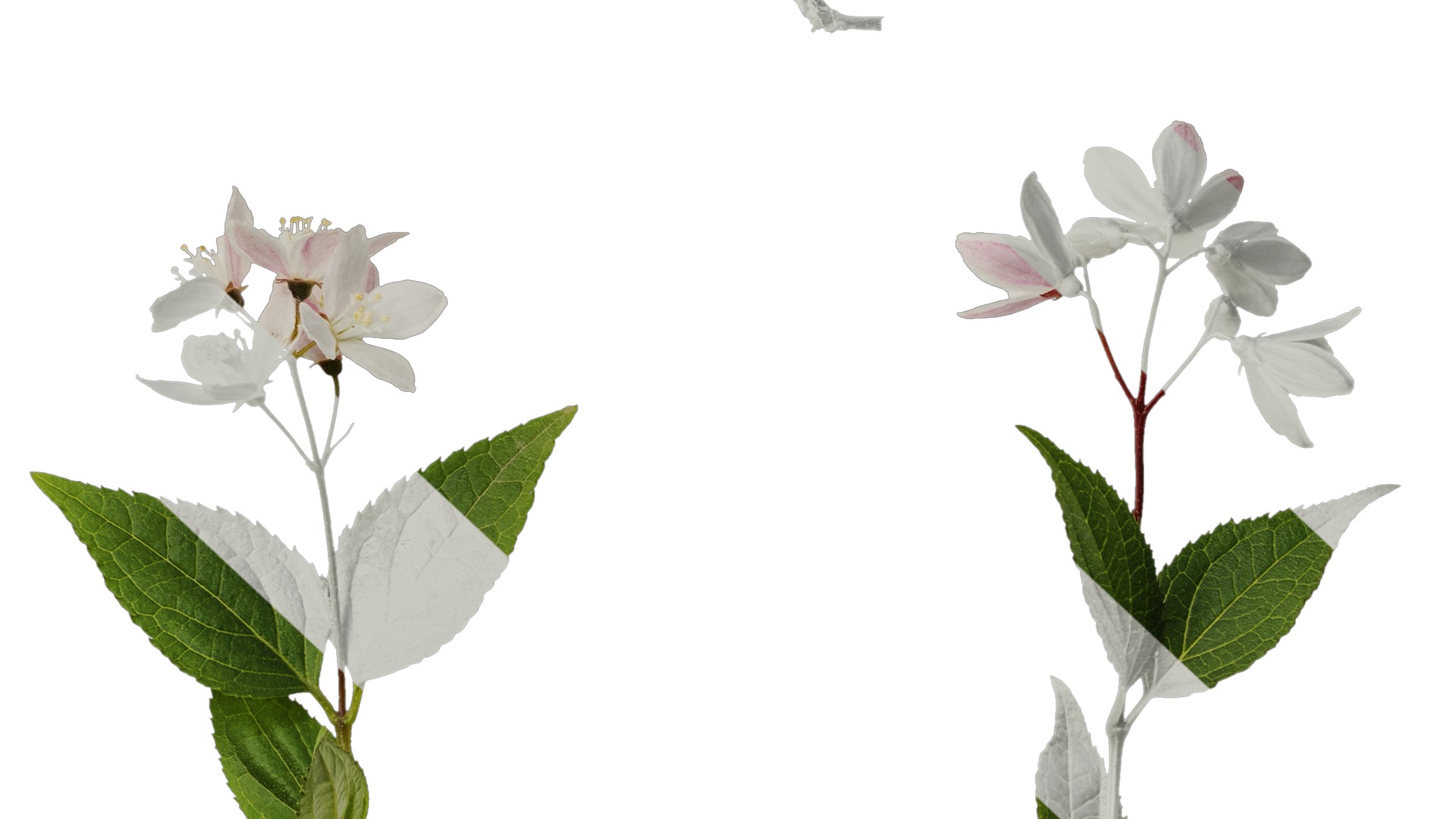 Anydrafts Deutzia scabra Atlas 04 Texture_7