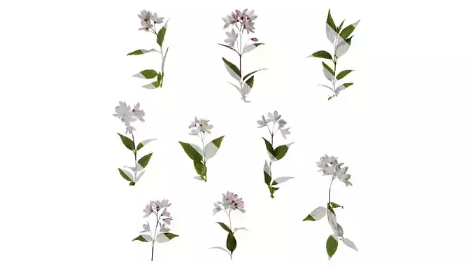 Anydrafts Deutzia scabra Atlas 04