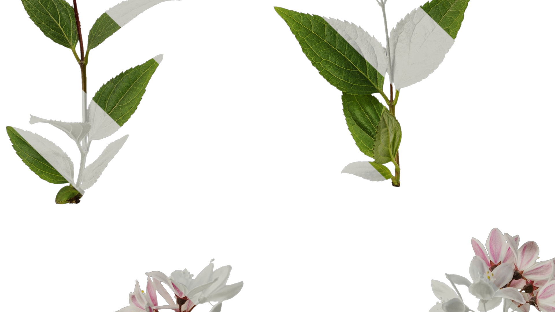 Anydrafts Deutzia scabra Atlas 04 Texture_5