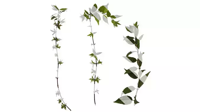 Anydrafts Deutzia scabra Atlas 05