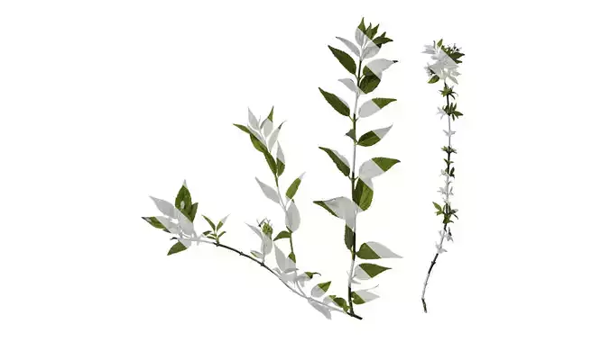 Anydrafts Deutzia scabra Atlas 06