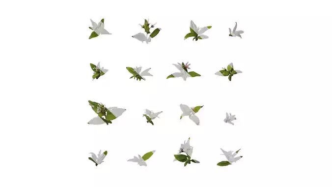 Anydrafts Deutzia scabra Atlas 07