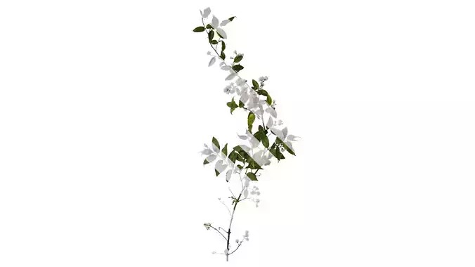 Anydrafts Deutzia scabra Atlas 08
